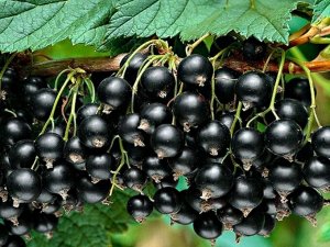 Смородина черная Титания, саженец