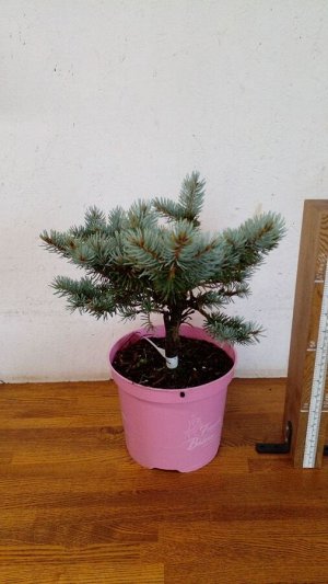 Ель колючая Глаука Глобоза