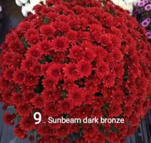 9 Sunbeam dark bronze