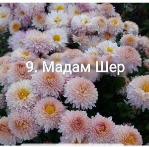 9 Мадам Шер