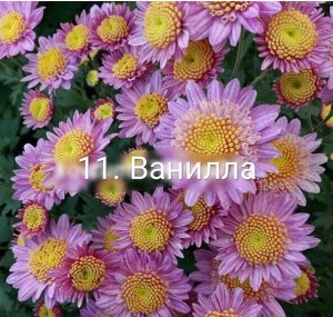 11 Ванилла Цветет обильно некрупными цветками около 3-4 см. в диаметре. Соцветия-ромашки имеют двурядные нежно-розовые лепестки и очень широкую желтую трубчатую середину. Растение высотой до 50-60 см.