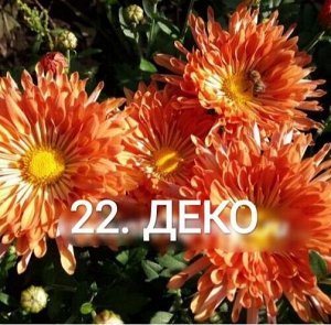 22 Деко Кремово-бежевые игольчатые ложковидные цветки диаметром до 7-8 см. Оттенок лепестков меняется в зависимости от освещения и длительности цветения. Высота растения до 30-40 см. Цветет рано, с ко