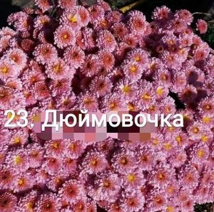 23 Дюймовочка