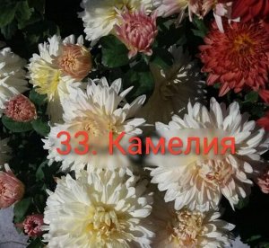 33 Камелия Цветок 8-10см, высота куста 50см, цветение август-сентябрь