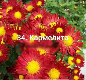 34 Кармелита