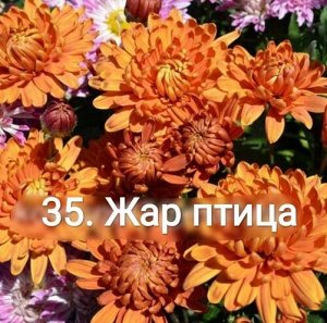 35 Жар Птица