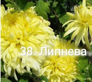38 Липнева Цветок 8-10 см, высота куста 50см, цветение с августа.