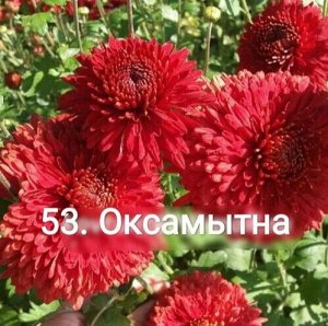 53 Оксамытна