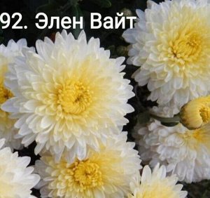 92 Элен Вайт
