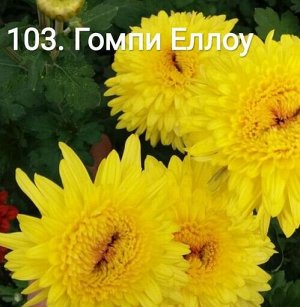 103 Гомпи Еллоу