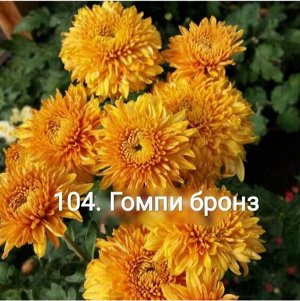104 Гомпи Бронз