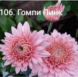 106 Гомпи Пинк