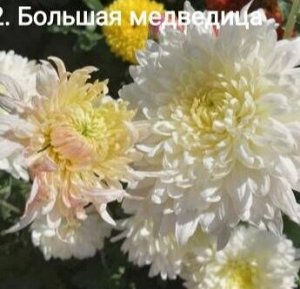 52 Большая Медведица