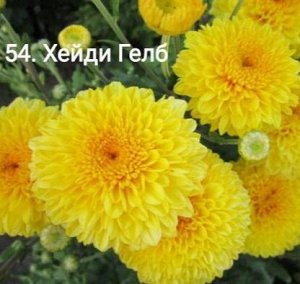 54 Хейди Гелб