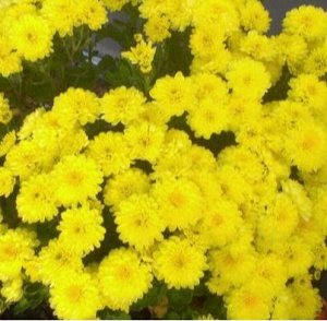 50 Elfie Light Yellow
