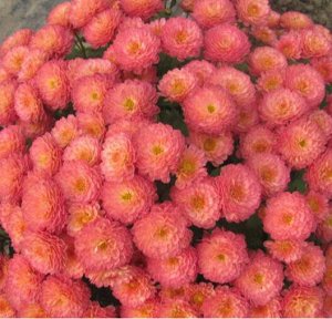 52 Gigi Coral