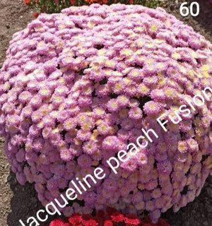 60 Jacqueline Peach Fusion