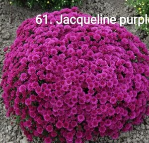 61 Jacqueline Purple