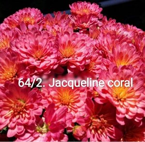 64 Jacqueline Coral