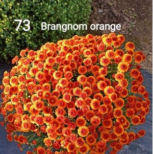 73 Brangnom orange