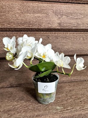 Green Rock Фаленопсис Мини