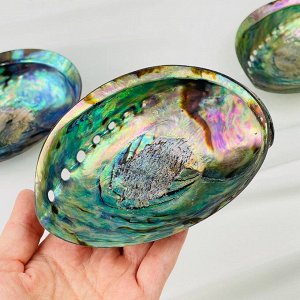 Морская раковина Халиотис (Абалон)