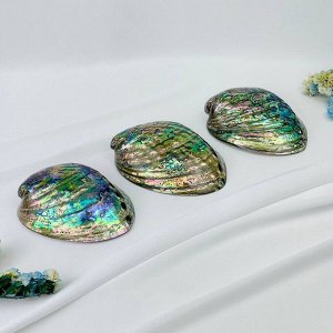 Морская раковина Халиотис (Абалон)