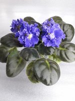 СПЕЦЦЕНА ЗАКУПКИ!!! Детка фиалки ЕК-Севастопольский Вальс (Е.В. Коршунова)