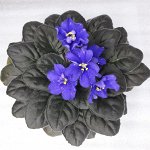 Детка фиалки Window Comet (Reed) 