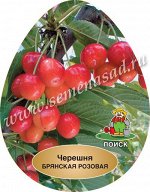 Черешня (в коробке) Брянская розовая+