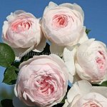Роза Кордес флорибунда Герцогиня Кристина