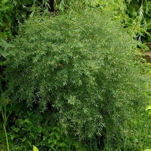 Nana=Gracilis