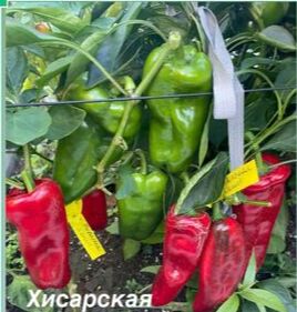 "Перец сладкий          ХИСАРСКАЯ КАПИЯ"