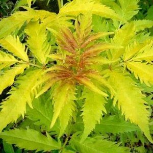 Plumosa Aurea