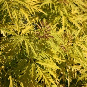 Sutherland Gold