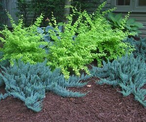 No name Blue Chip