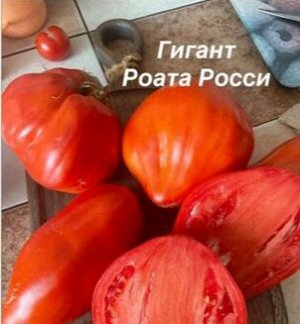 ГИГАНТ РОАТА РОССИ (Италия)