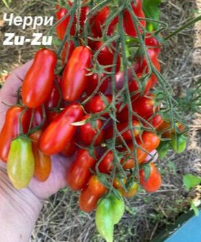 Черри ZU-ZU.