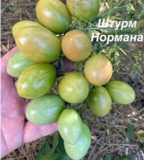 Штурм нормана.