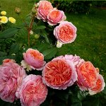Чипэнддейл (флорибунда)