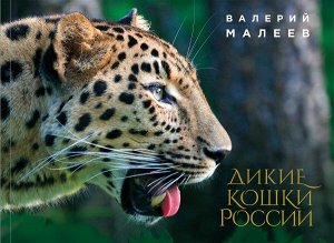 Малеев В.Г. Дикие кошки России: иллюстрированный авторский фотоальбом