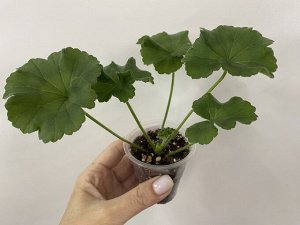 Цветы от FEViolets Пеларгония зональная ЕС-Персиковый Авантюрин, новинка!