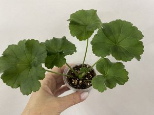 Цветы от FEViolets Пеларгония зональная ЕС-Персиковый Авантюрин, новинка!