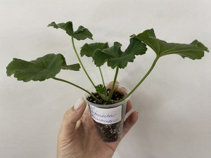 Цветы от FEViolets Пеларгония зональная ЕС-Персиковый Авантюрин, новинка!
