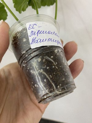 Цветы от FEViolets Пеларгония зональная ЕС-Персиковый Авантюрин, новинка!