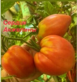 Сердце анжелины.