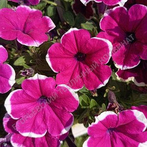 Петуния Cascadias Rim Cherry Impr.