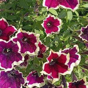 Петуния Cascadias Rim Magenta