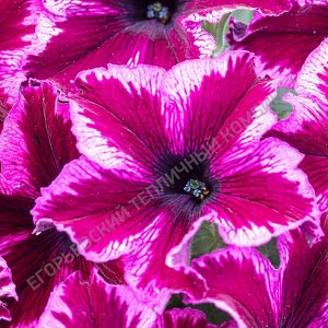 Петуния Crazytunia Cosmic Pink