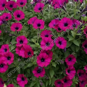 Петуния Littletunia Shiraz